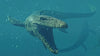 Jurassic World Evolution 2 - (XSX) Xbox Series X Video Games Sold Out   