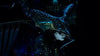 Final Fantasy XV Royal Edition - (PS4) PlayStation 4 Video Games Square Enix   
