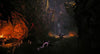 The Lord of the Rings: Gollum - (PS4) PlayStation 4 Video Games Maximum Games   