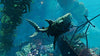 Maneater - (XB1) Xbox One [Pre-Owned] Video Games Deep Silver   