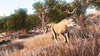 Hunting Simulator - (NSW) Nintendo Switch [Pre-Owned] Video Games Bigben Interactive   
